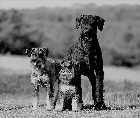 different types of schnauzers