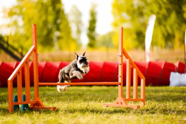 What are the Best Sports for Schnauzers? - The Schnauzer Collective