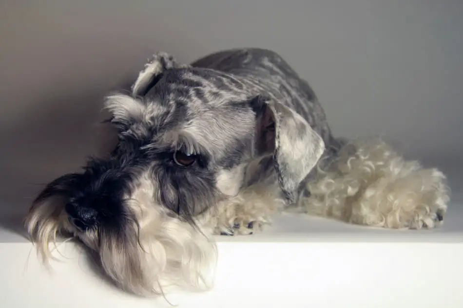 Why Does My Schnauzer Smell Bad? (And What to Do)