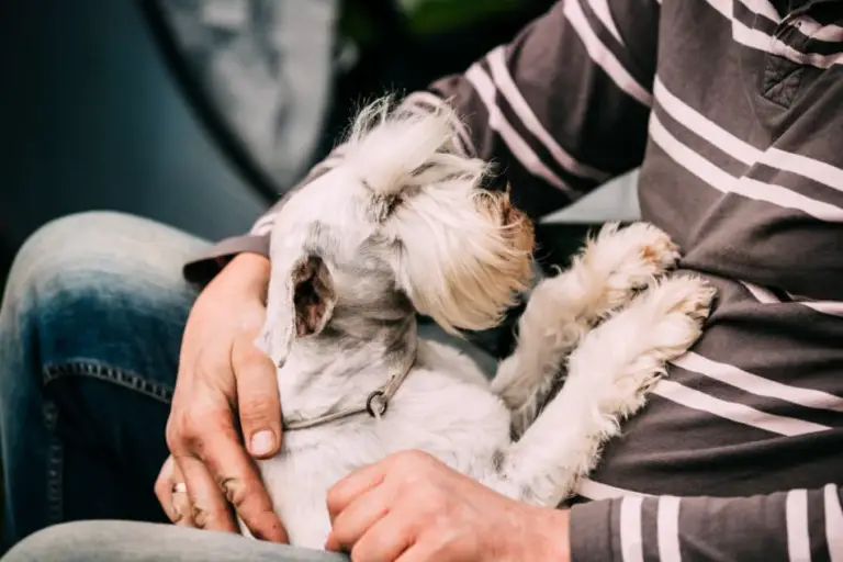 Can Schnauzers be Therapy or Service Dogs? - The Schnauzer Collective