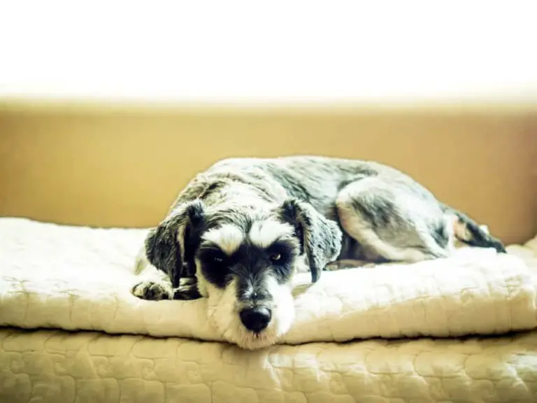 Is My Schnauzer Dying? 13 Signs and What to Do - The Schnauzer Collective