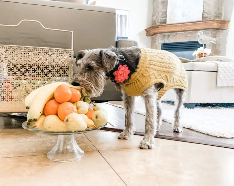 Which Human Foods Should My Schnauzer 