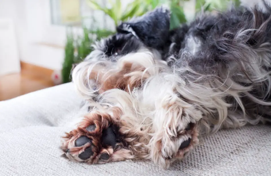 Your Schnauzer Bites And Licks His Paws Why What To Do The Schnauzer Collective,How To Make Beaded Bracelets With Seed Beads