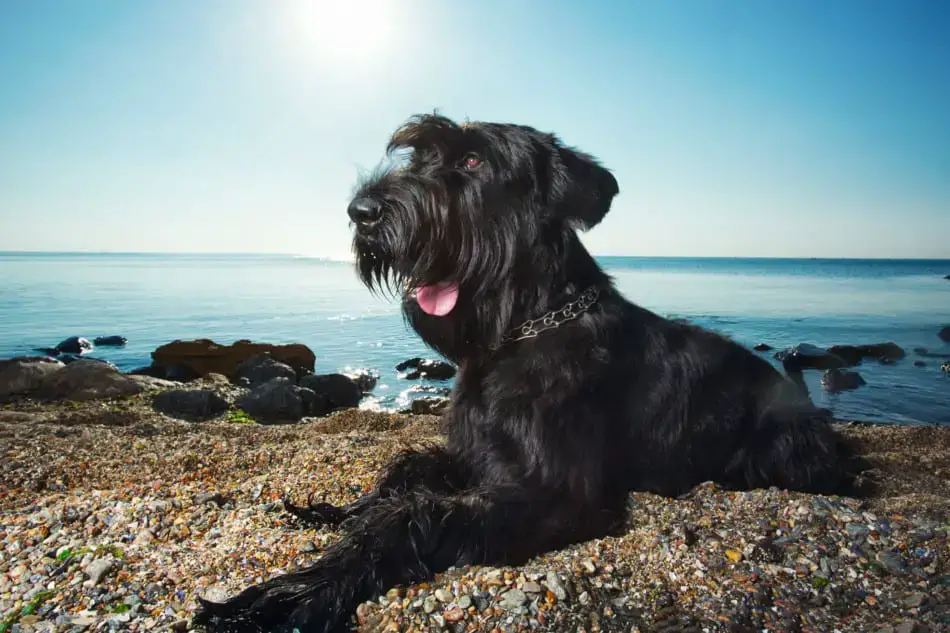 Help Your Schnauzer Live Longer 24 Must Know Tips The Schnauzer Collective