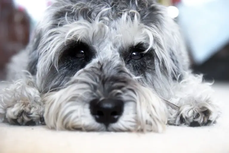 Your Schnauzer is Prone to Seizures (What to Do) - The Schnauzer Collective