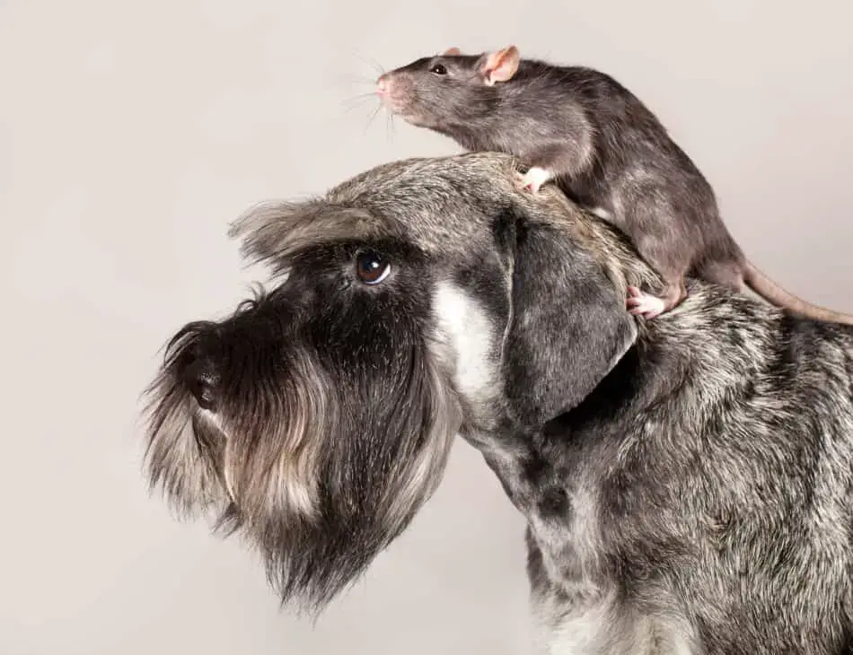 what dogs kill rats