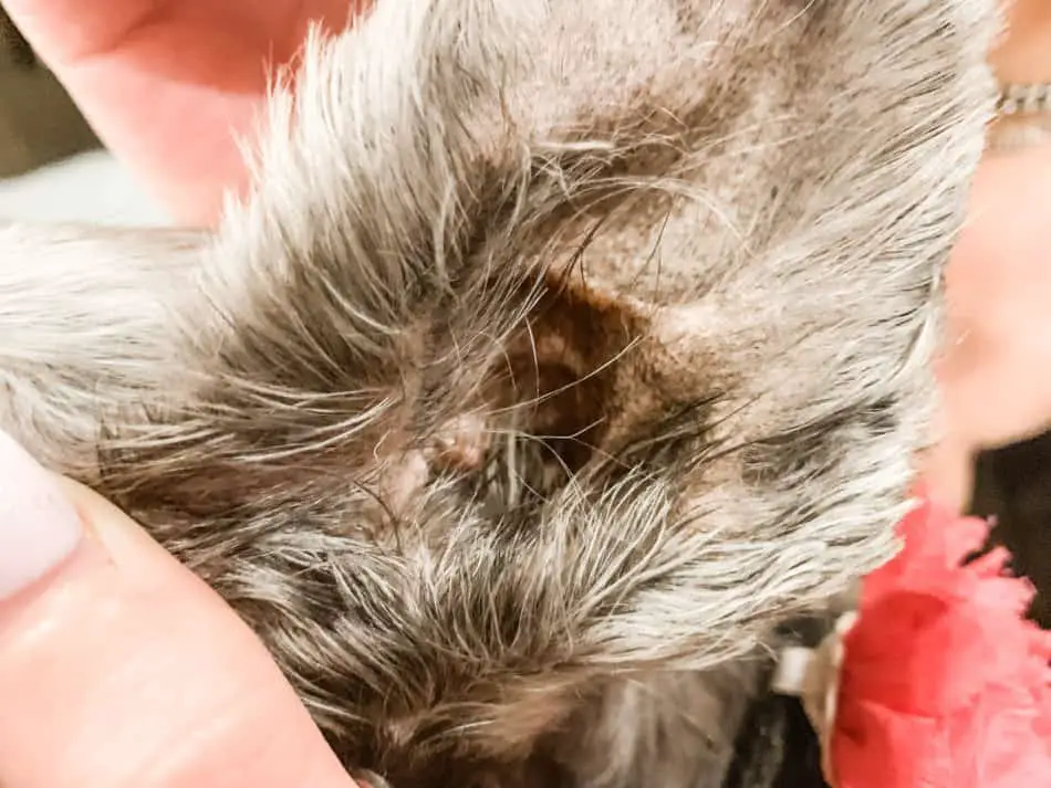 Should I Pluck My Schnauzer's Ears? (If so, Why and How?) - The ...