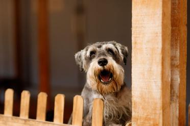 does the giant schnauzer bark