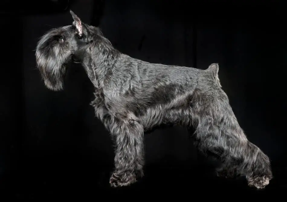 Docking Schnauzers' Tails and Cropping 