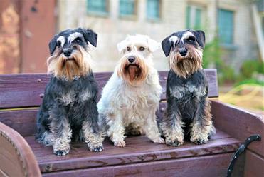 is the standard schnauzer a good breed of dog