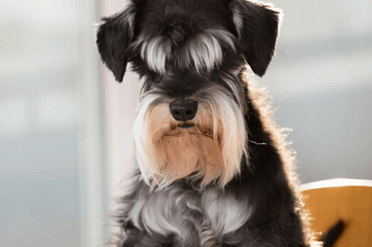 how much should my 6nmintj old schnauzer eat