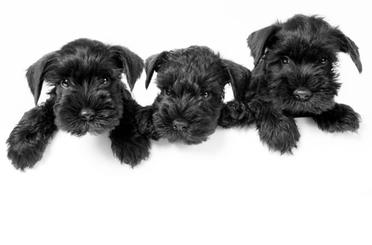 how to potty train a giant schnauzer