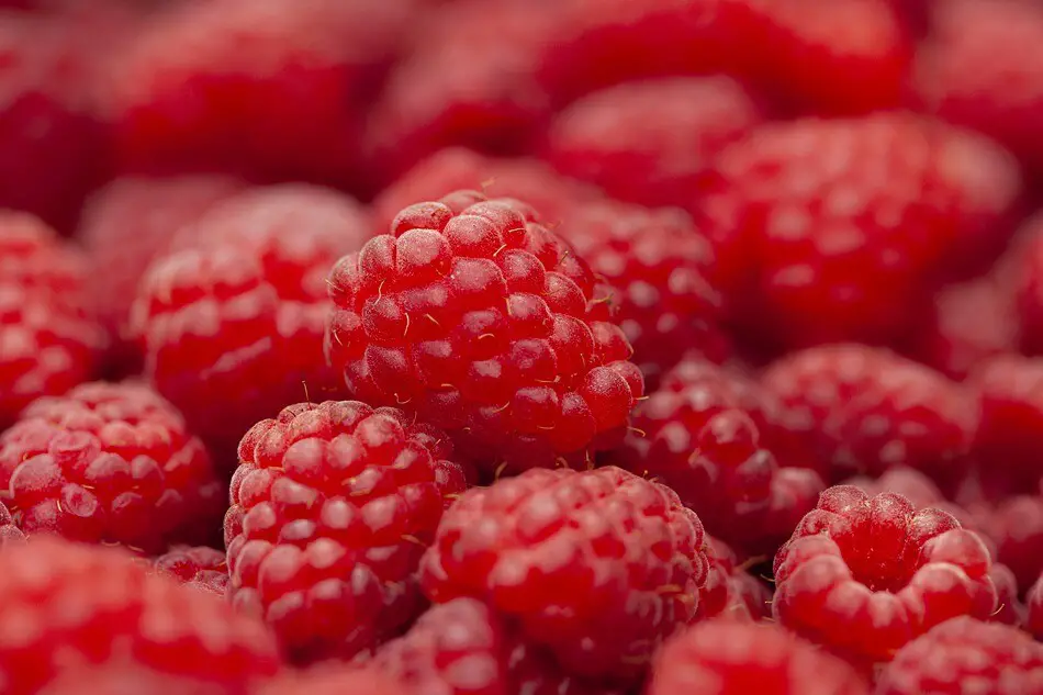 Can Schnauzers Eat Raspberries
