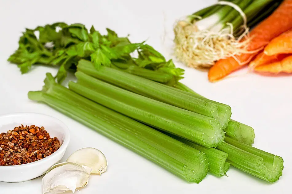 Can Schnauzers Eat Celery