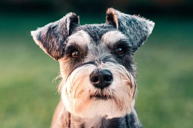 Your Guide To The Schnauzer Maltese Mix - The Schnauzer Collective