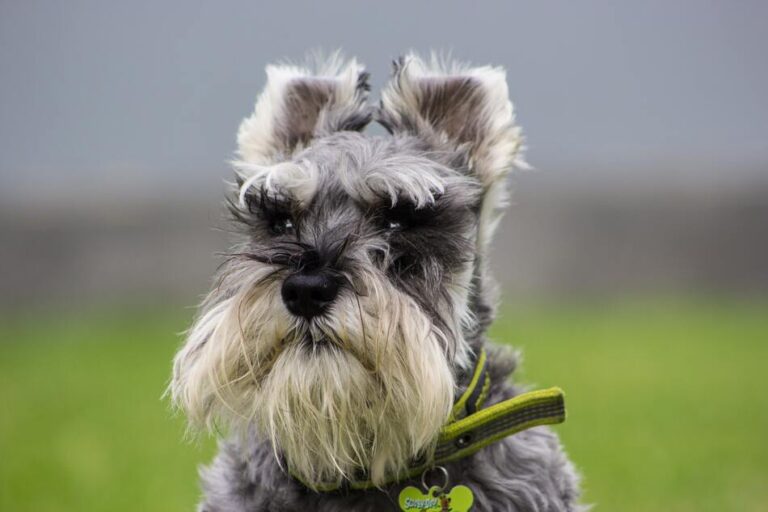 What Is A Confetti Schnauzer? - The Schnauzer Collective