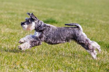 how high can a schnauzer jump