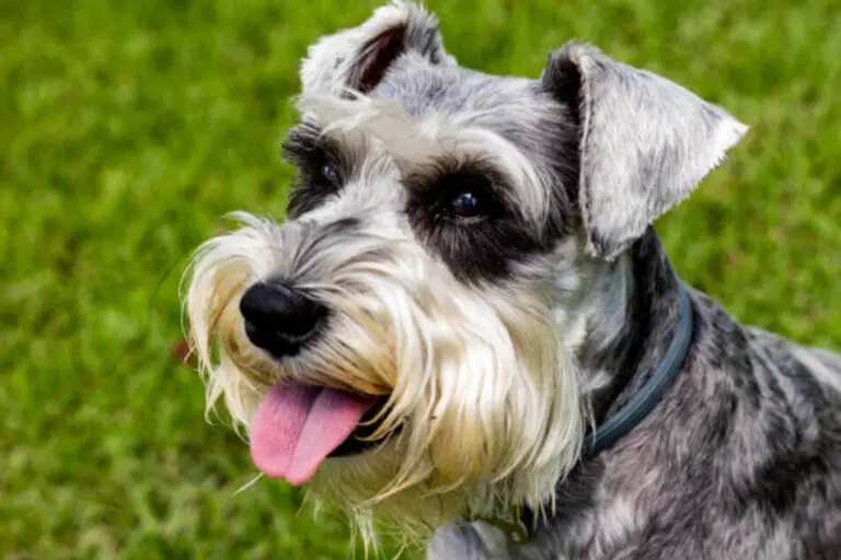 How To Breed Schnauzers? - The Schnauzer Collective