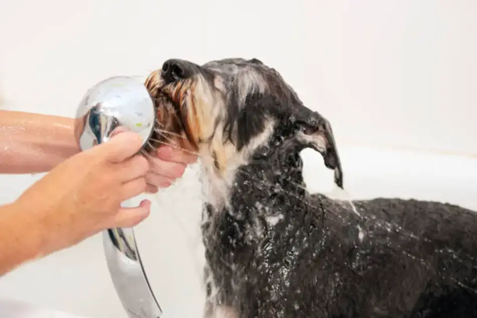 how often should i shower my schnauzer