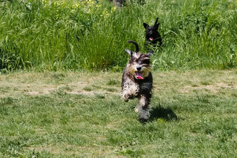 are standard schnauzers cuddly