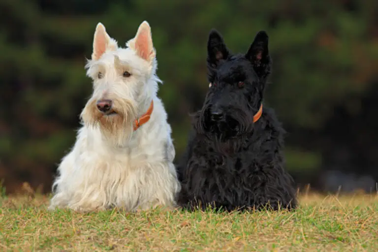 Schnauzer Vs Scottish Terrier: What's The Difference? - The Schnauzer ...