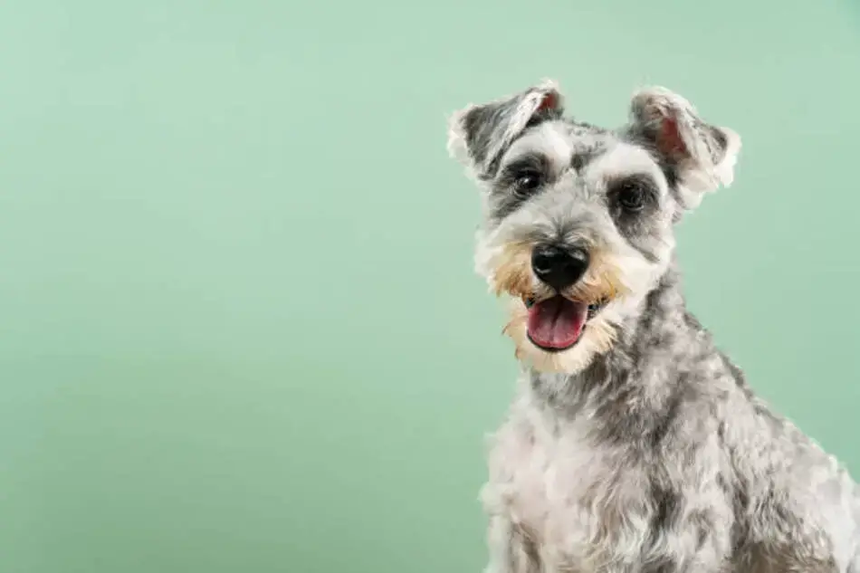what are the different colors of schnauzers
