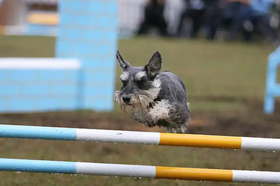 how high can a schnauzer jump