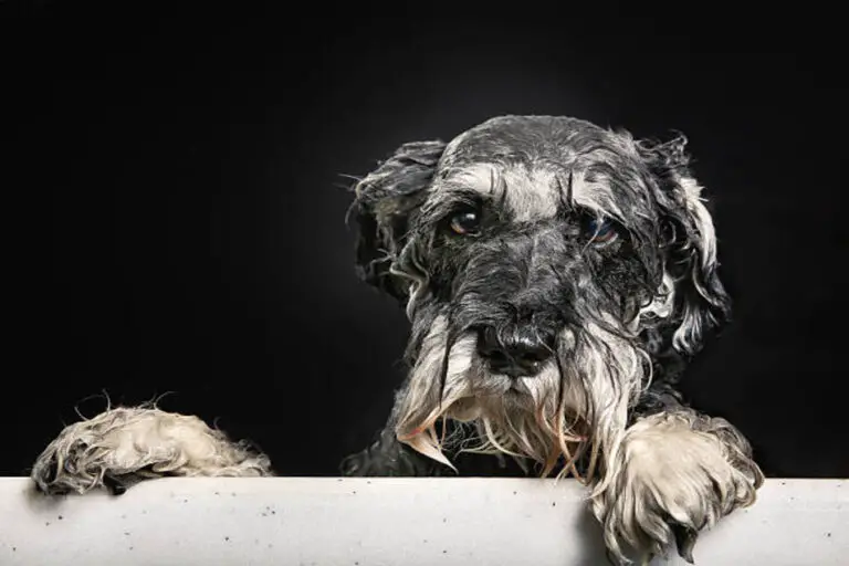 how-often-should-i-bathe-my-miniature-schnauzer-the-schnauzer-collective