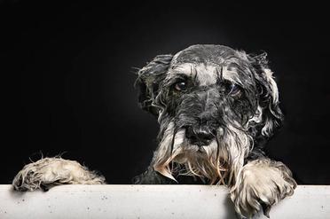 how often should i shower my schnauzer