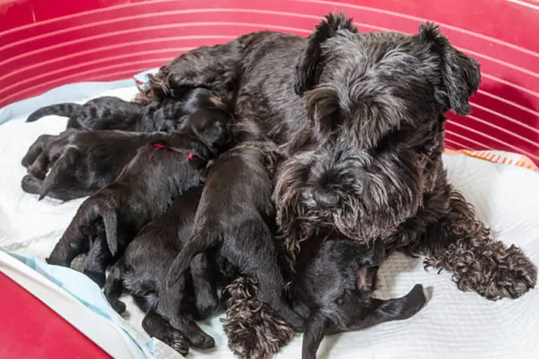 how-long-are-miniature-schnauzers-pregnant-the-schnauzer-collective