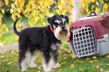 what size crate for a standard schnauzer