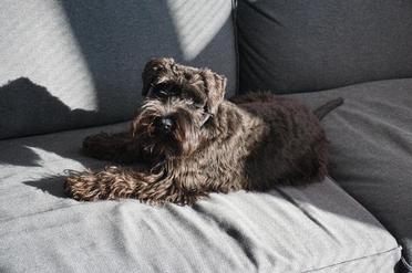 how long is a miniature schnauzer pregnant